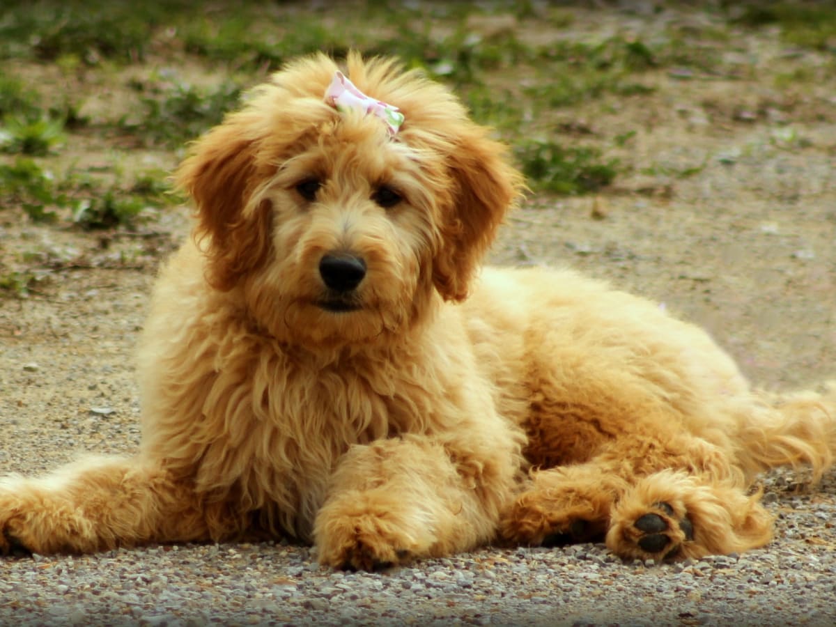 Goldendoodle backcross store golden retriever