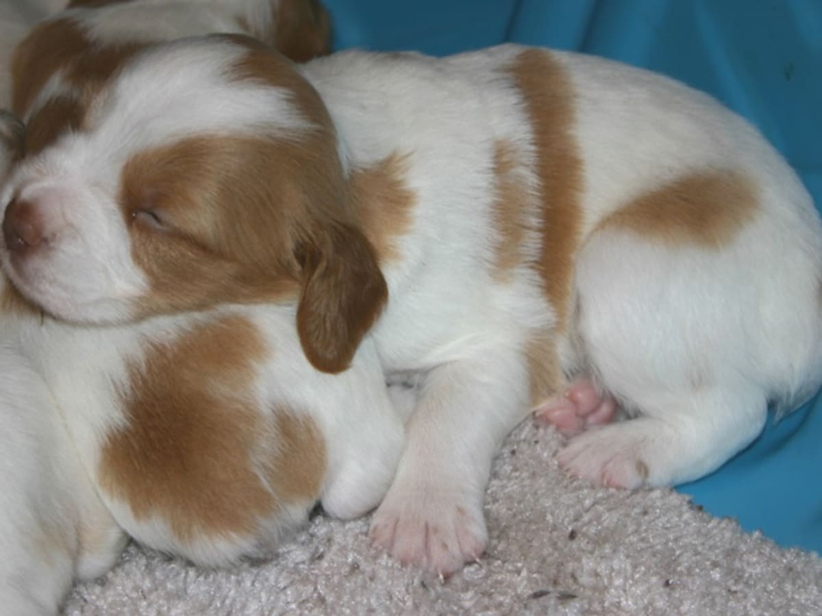 Cow milk to puppies new arrivals