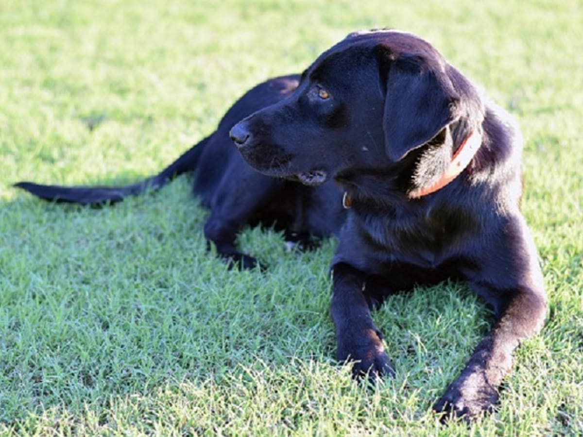 Dog vomiting whole discount food