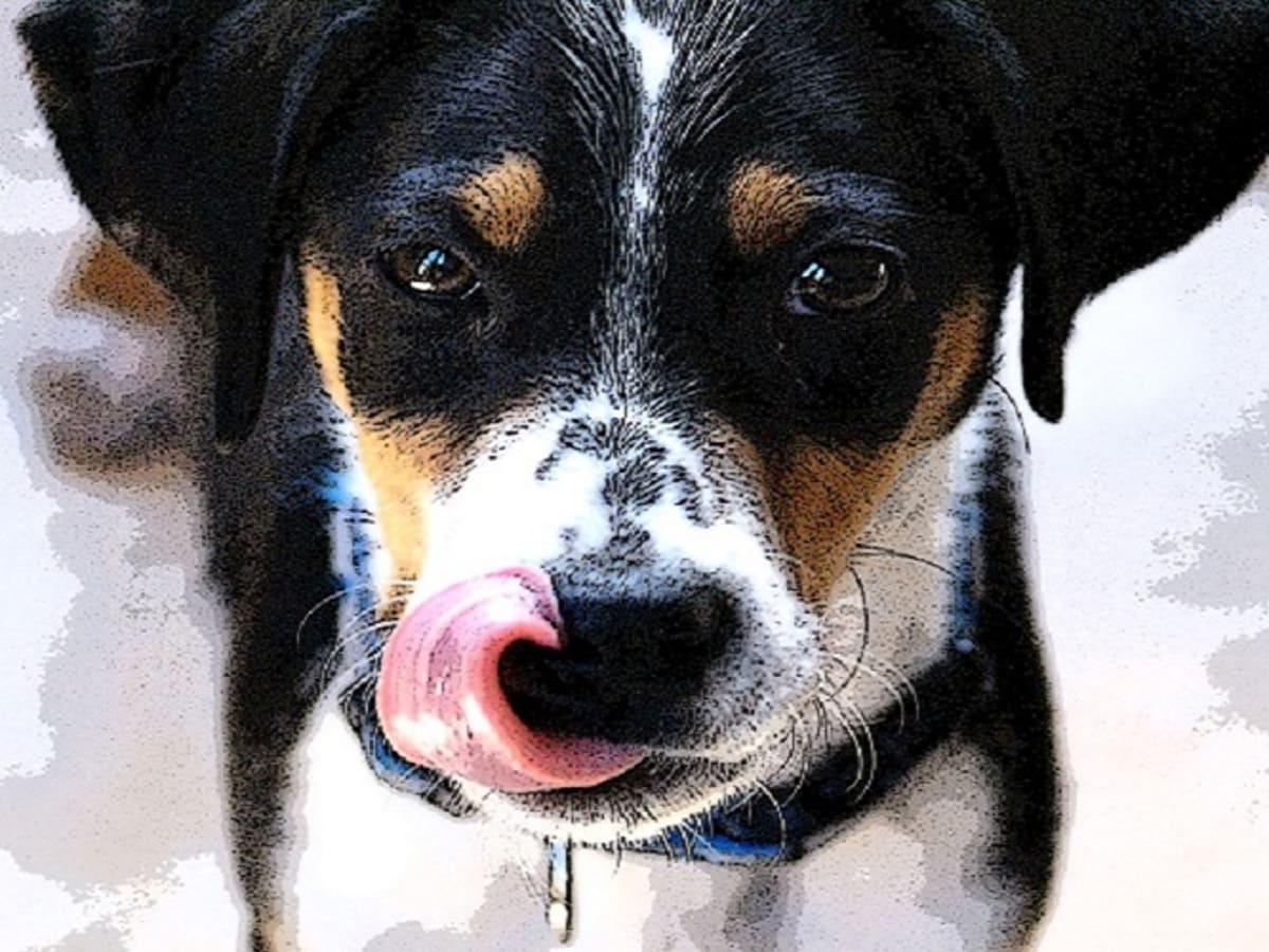 Dog Eating Poop Dog Discoveries