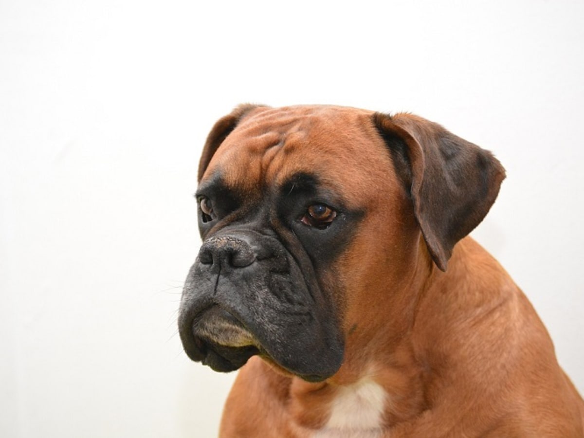 Boxer head sale