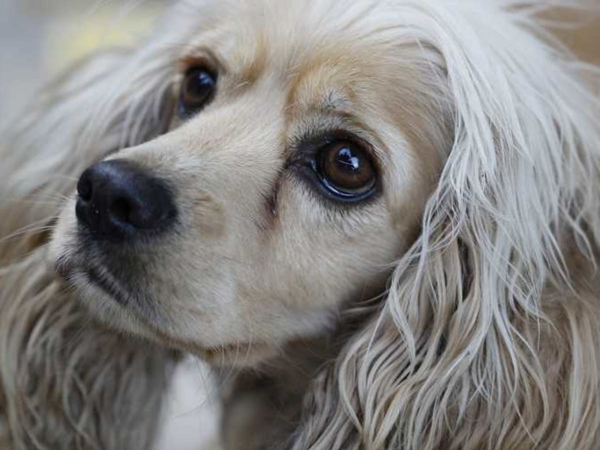 Cocker spaniel sale tear stains