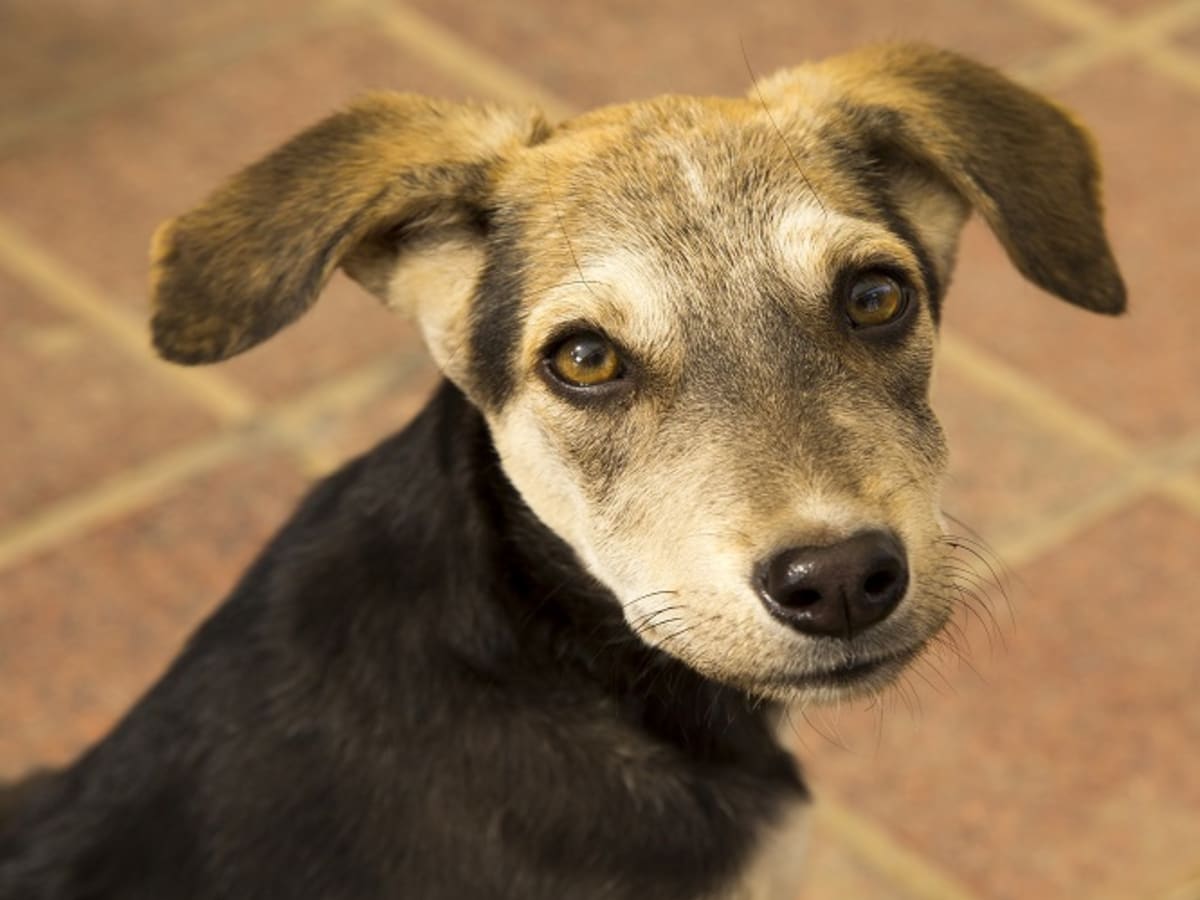Acid reflux in dogs home remedy hot sale