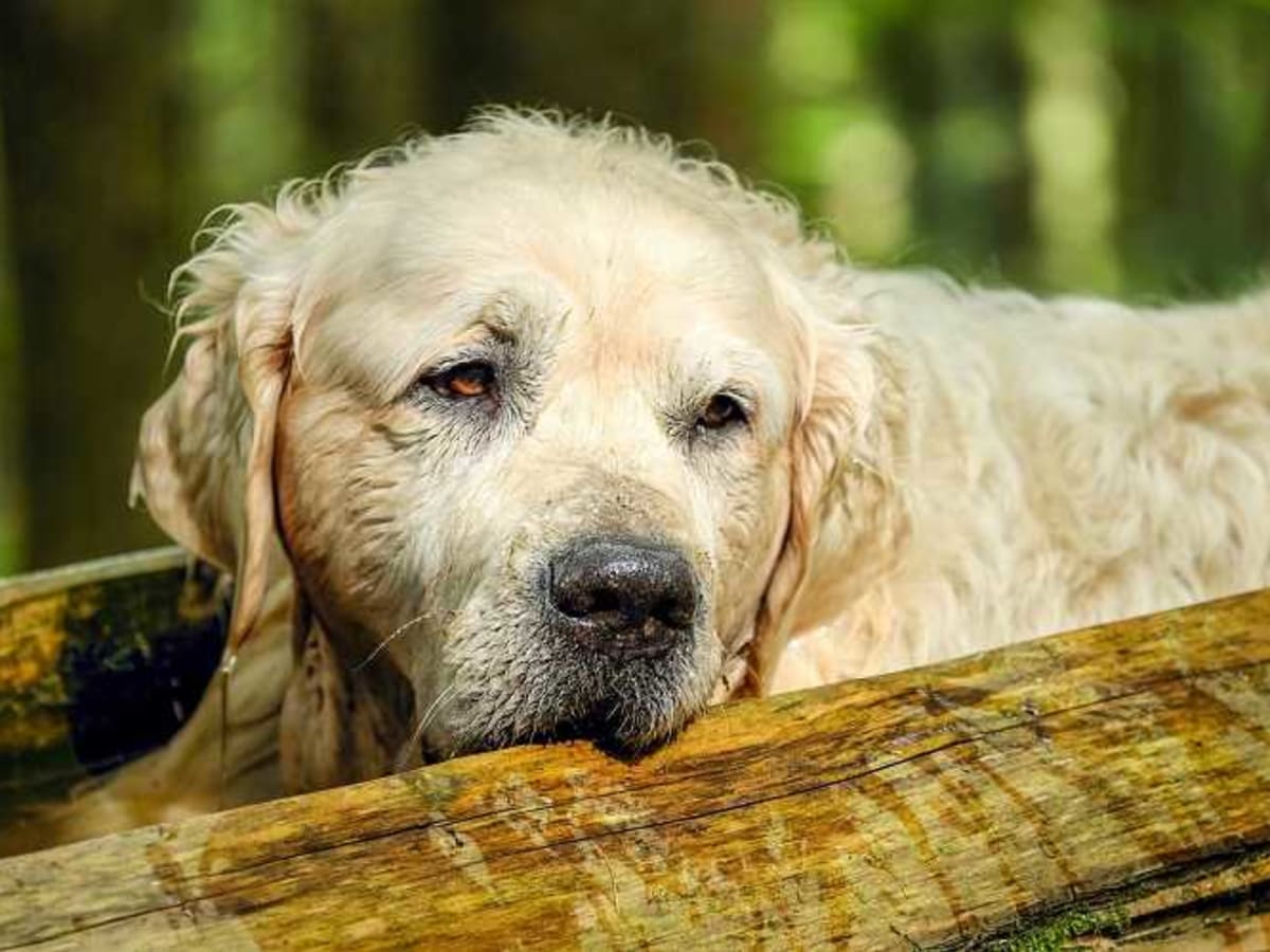 Dog Fire Ant Bites Dog Discoveries