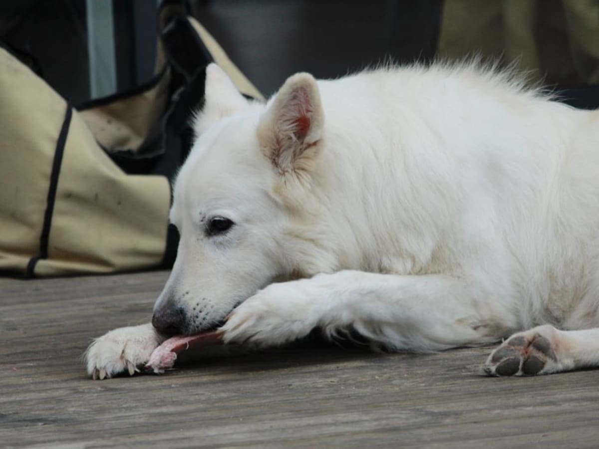 Dog ate uncooked bacon clearance
