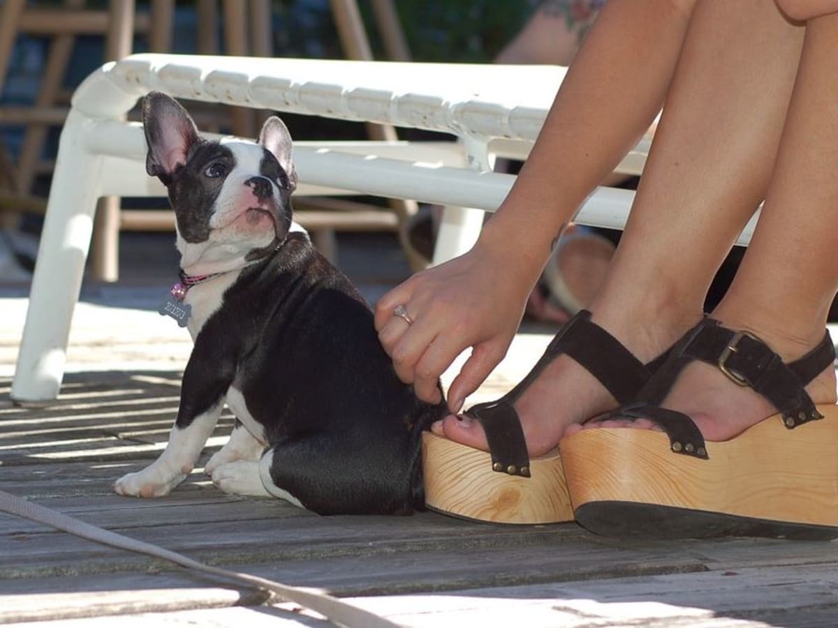 Ask a Dog Trainer Why Do Puppies Bite Your Toes Dog Discoveries