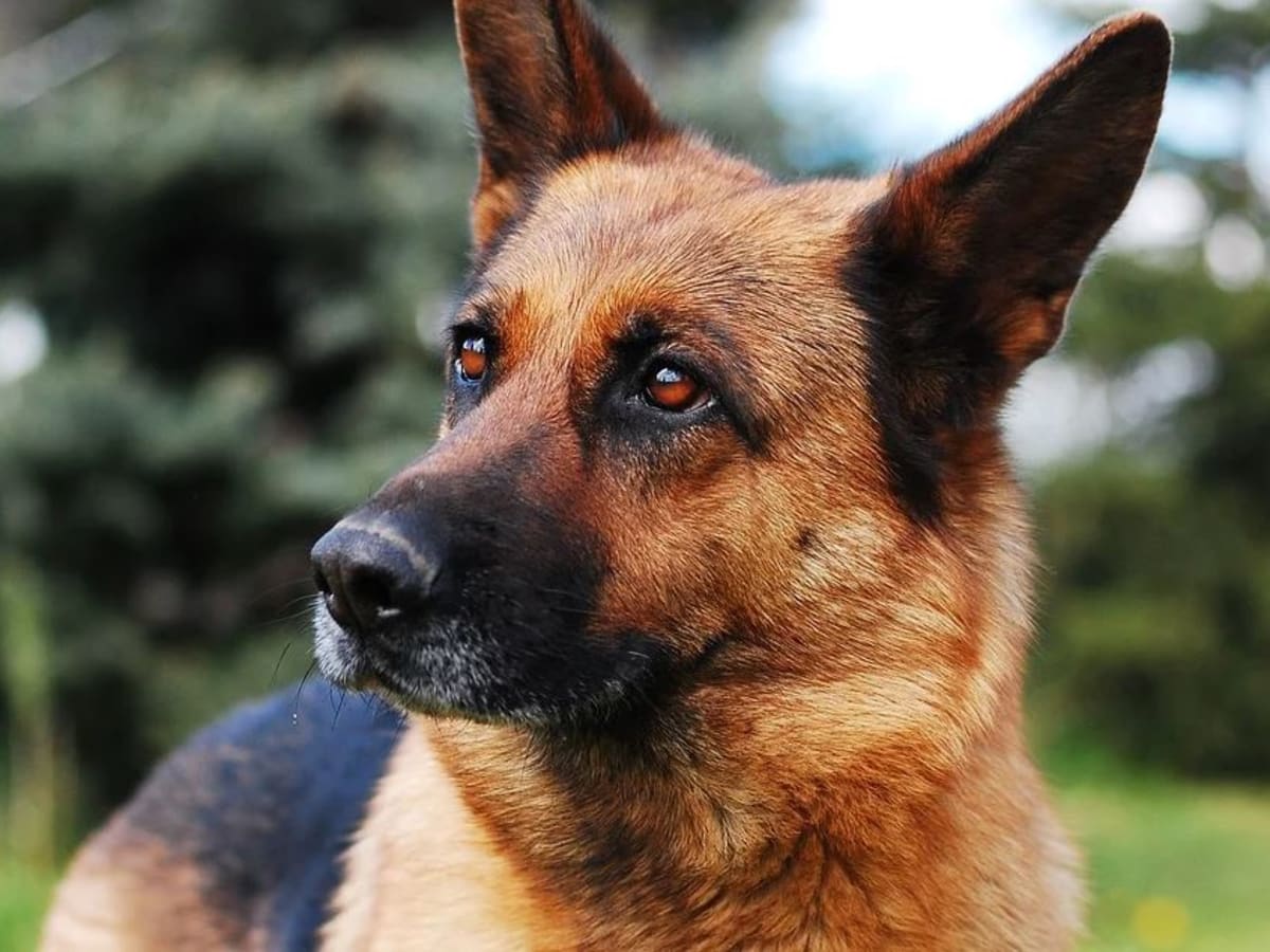 The German Shepherd Teenager Phase Dog Discoveries