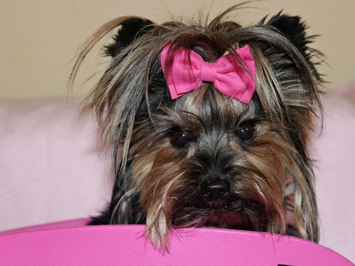 Female yorkie in heat sales behavior