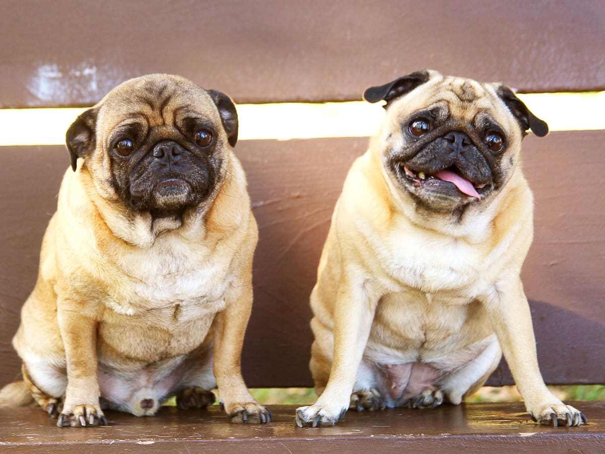 Pug 7 weeks pregnant clearance