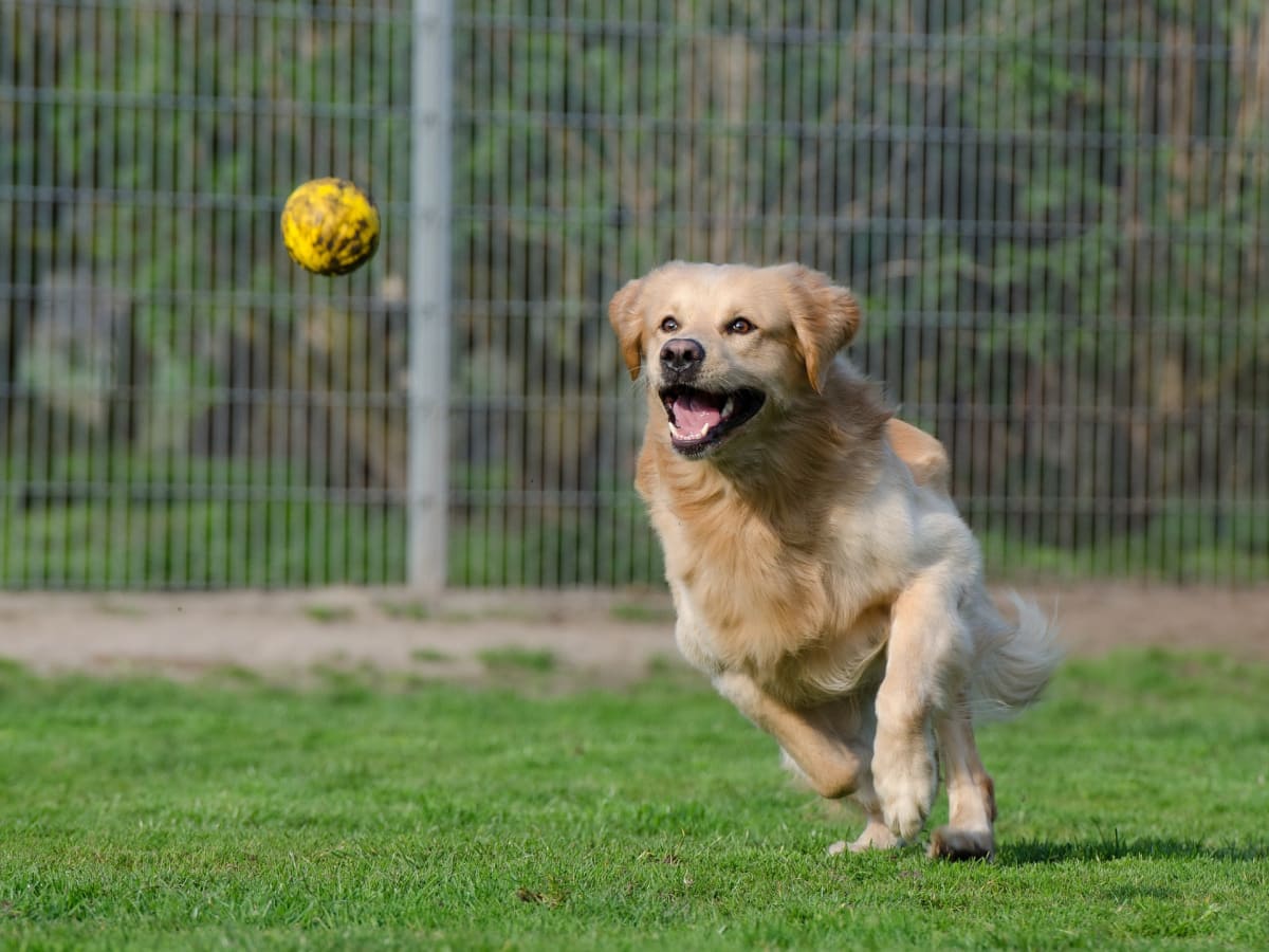 Golden retriever cheap balls