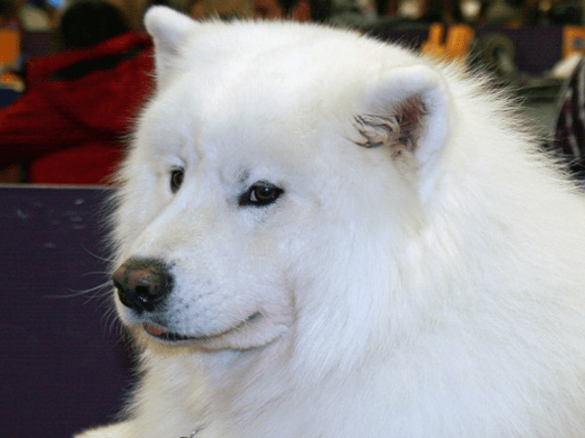 Samoyed smile discount