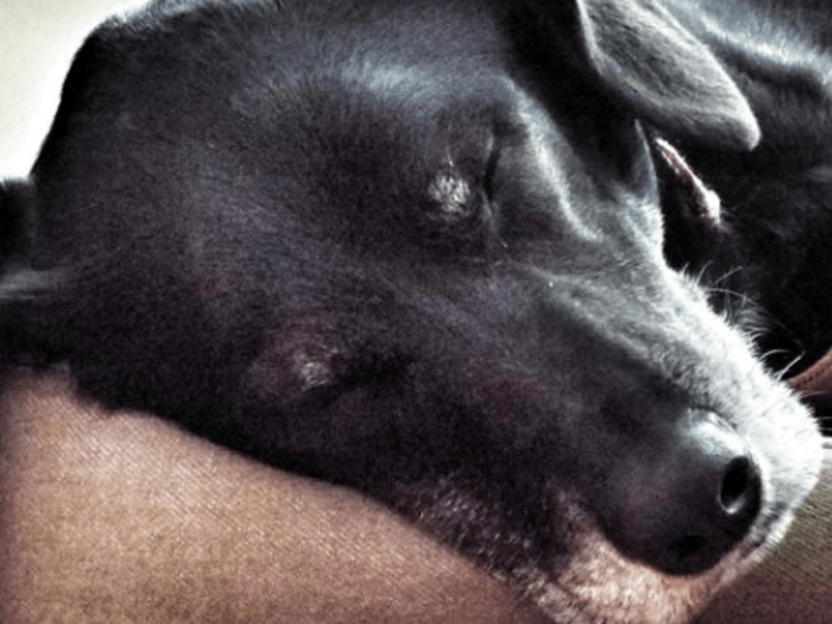 Dog sleeps with outlet eyes open