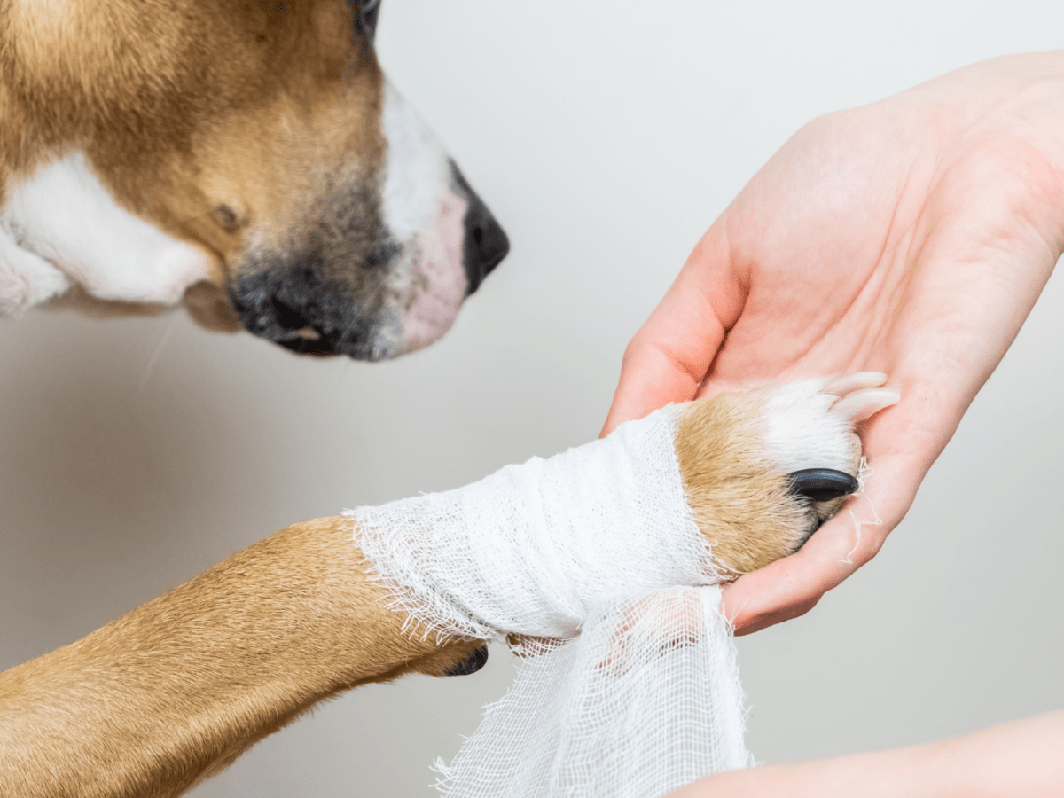 Dog paw hotsell swollen treatment