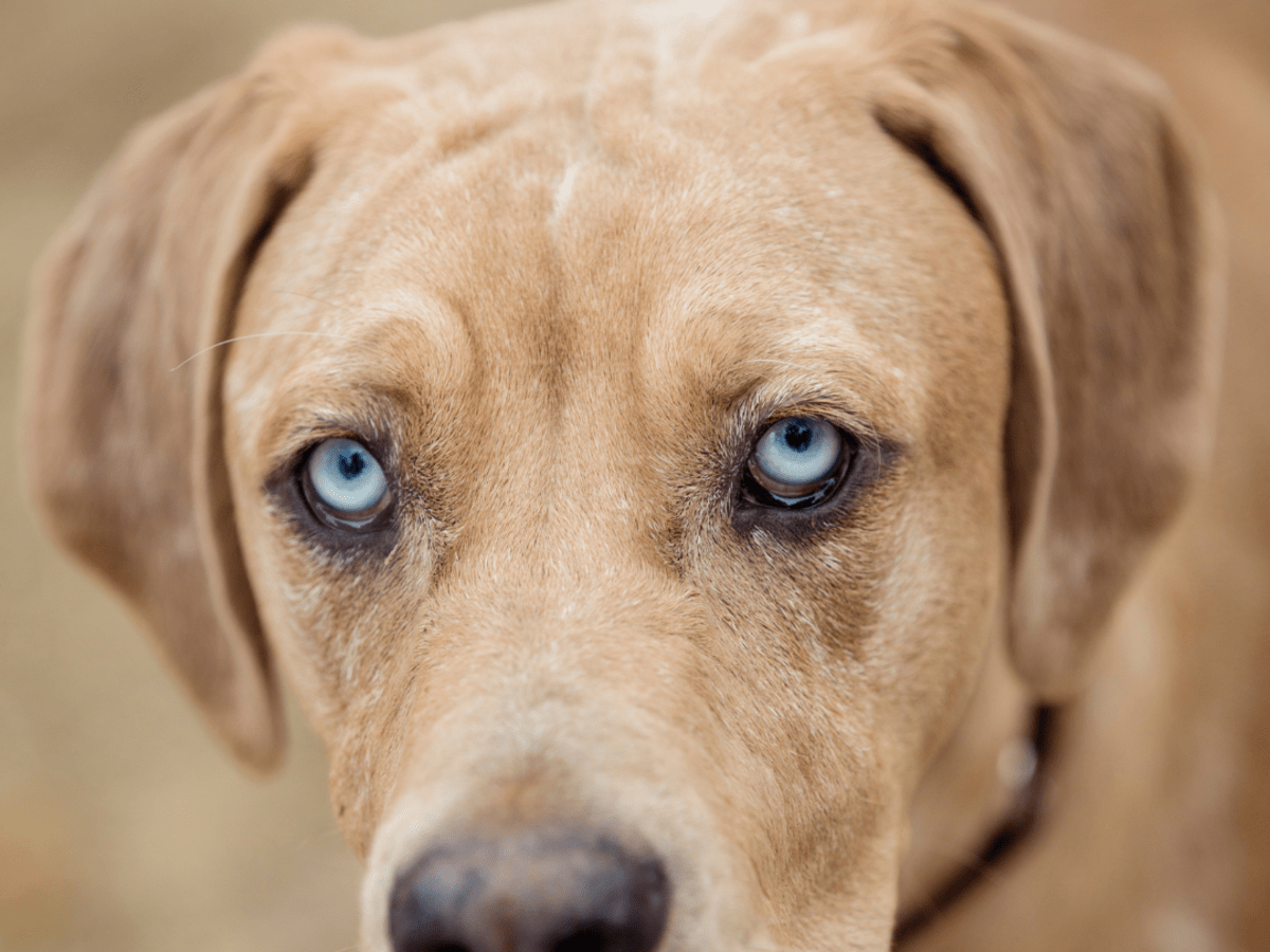 Catahoula leopard dog blue 2024 eyes