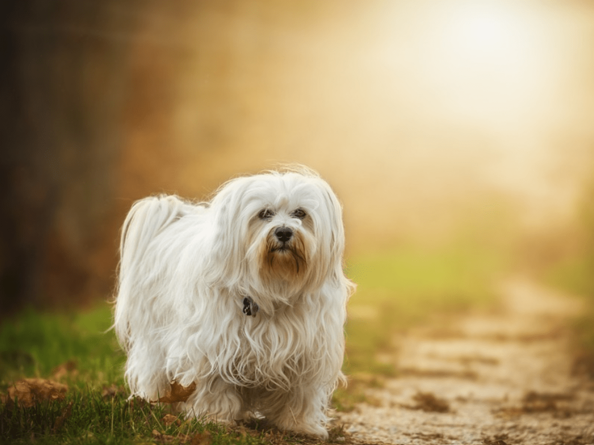 Havanese shedding hot sale