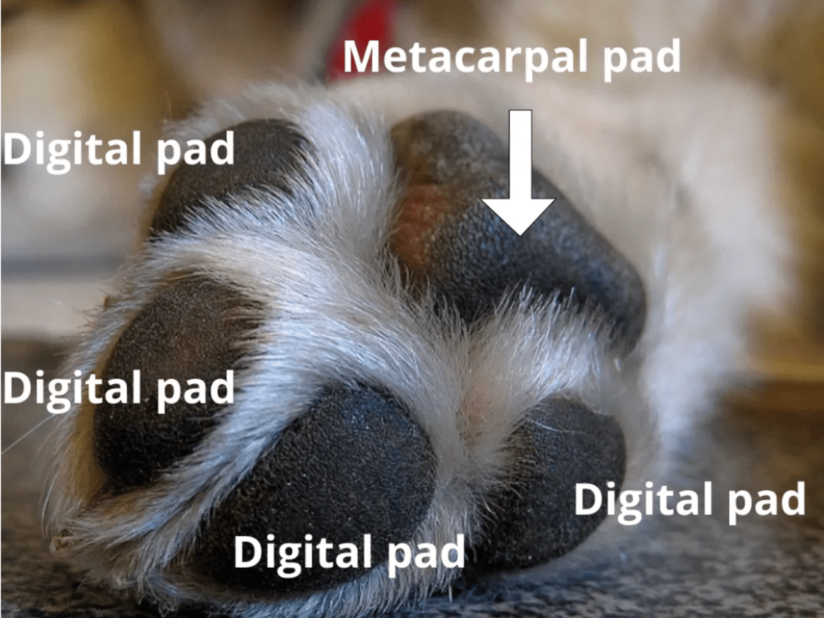 Metacarpal paw clearance pad