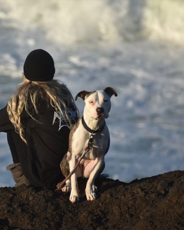 Dogs should be naturally drawn to avoid cliffs