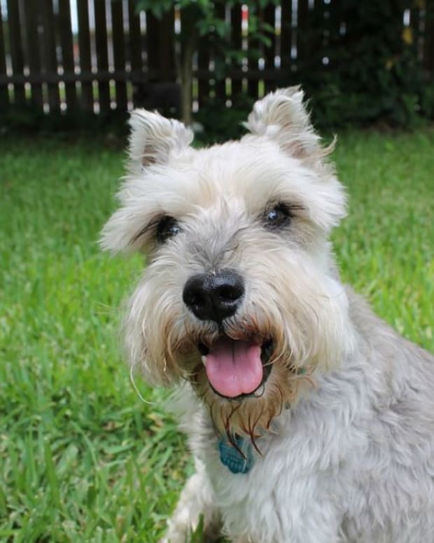 Schnauzer dog breed prone to blackheads