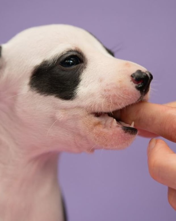 can newborn puppies drink whole milk