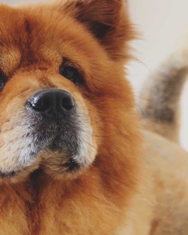 dogs that look like teddybears