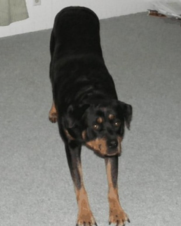 You can train a dog to take a bow