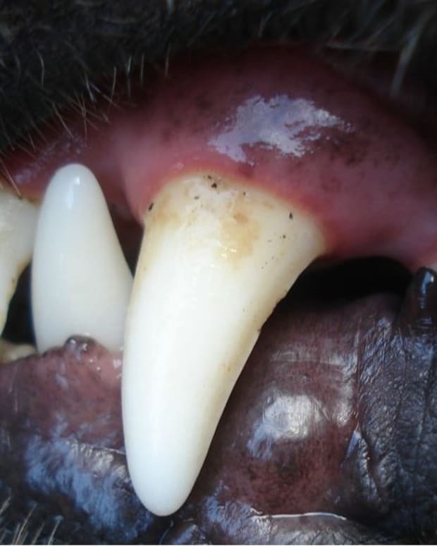 yellow teeth in dog