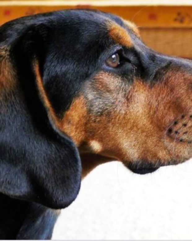 no-dog