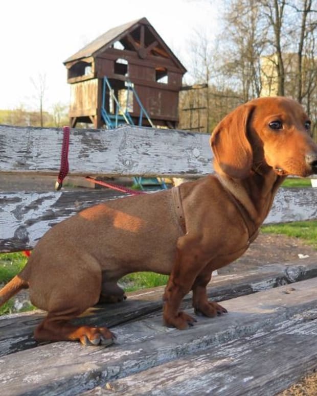 Dachshunds with their long backs are the poster child for IVDD.