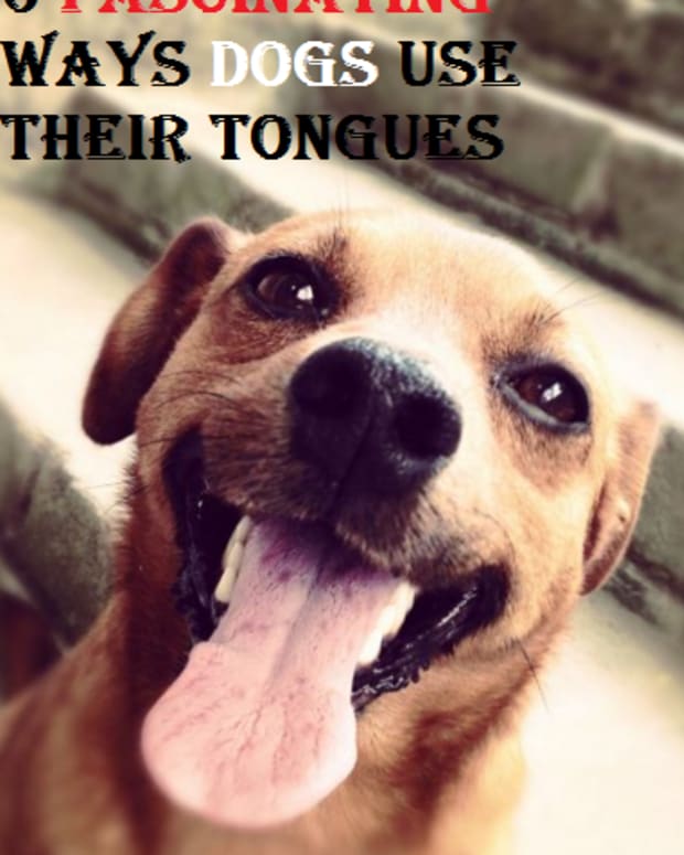 dogs tongues
