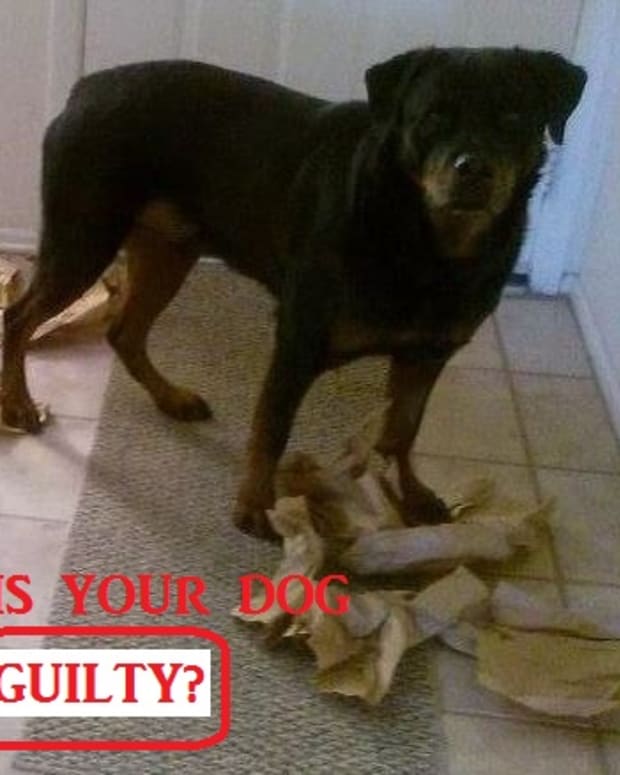 guilty-dog