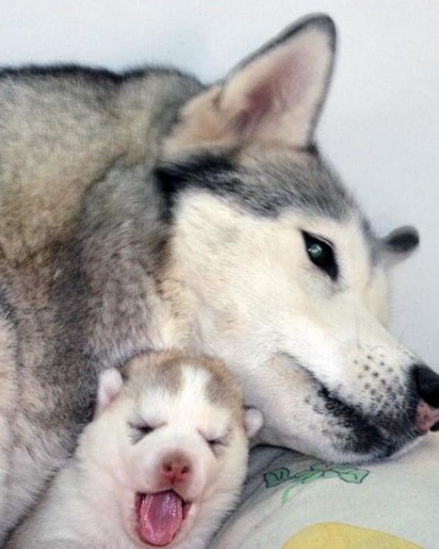 dog mother