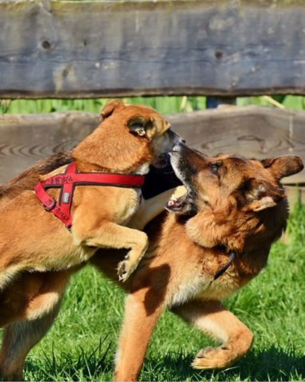 Redirected aggression in dogs is often seem along fence lines.