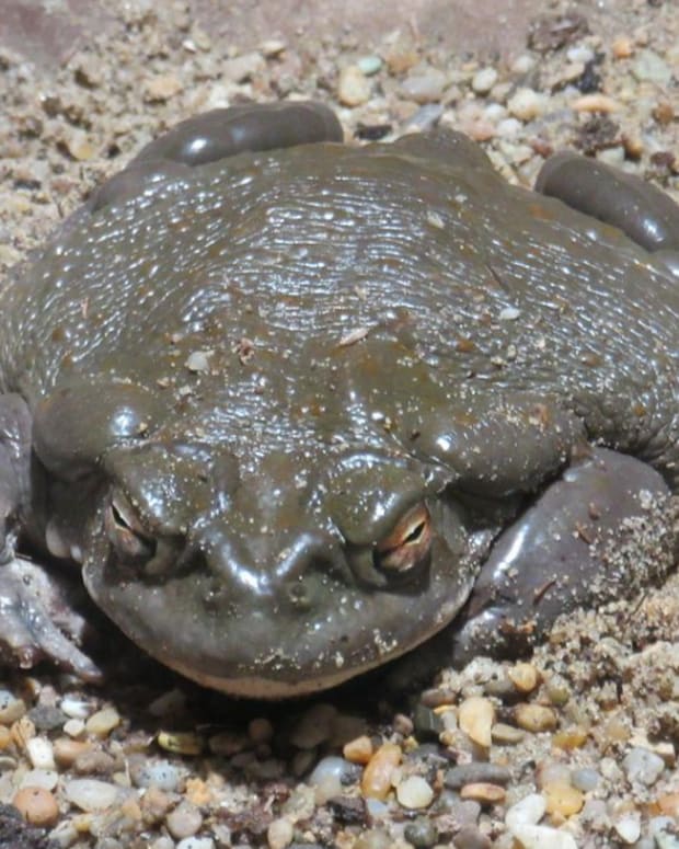 colorado toad