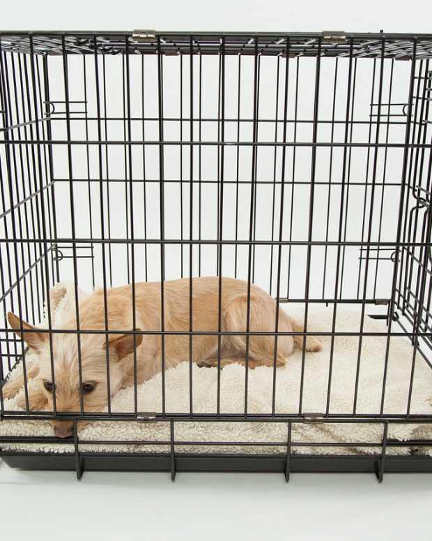dog-843801_1280