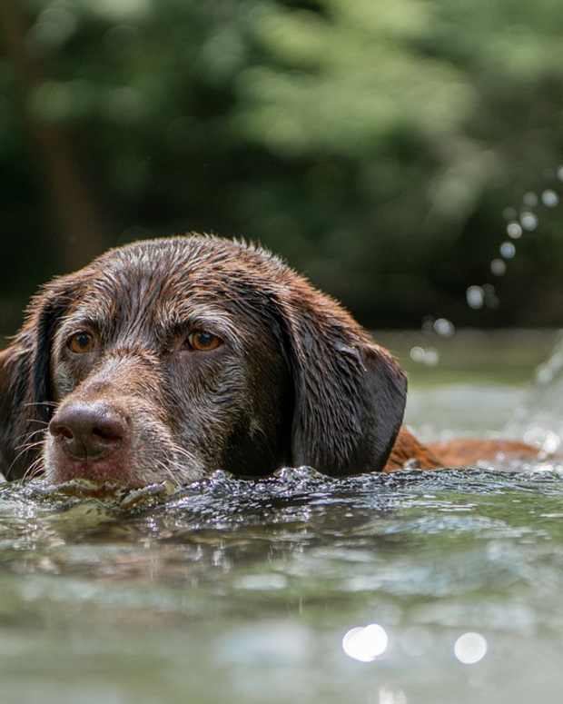 A Labrador swimming in water