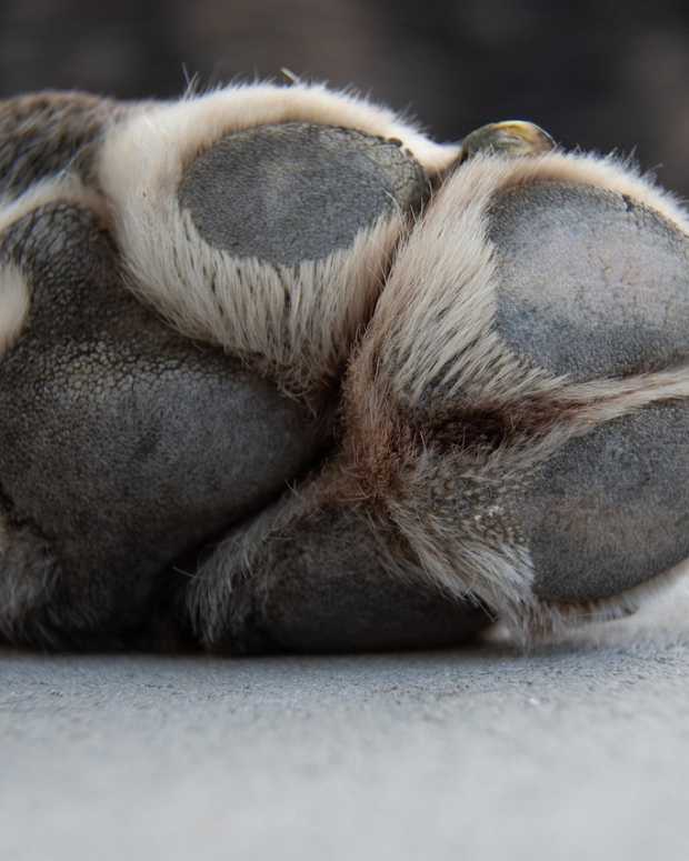 detailed closeup of foot of dog