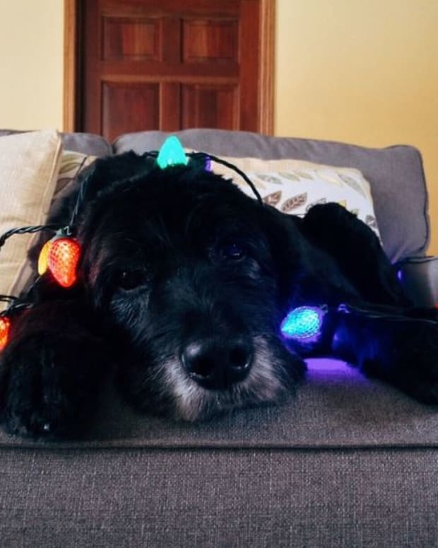 Ask the Vet Help My Dog Ate Hershey Kisses Dog Discoveries