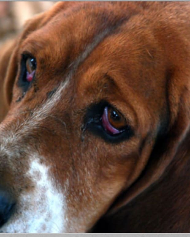 Ask the Vet My Dog Ate a Stick of Butter Dog Discoveries