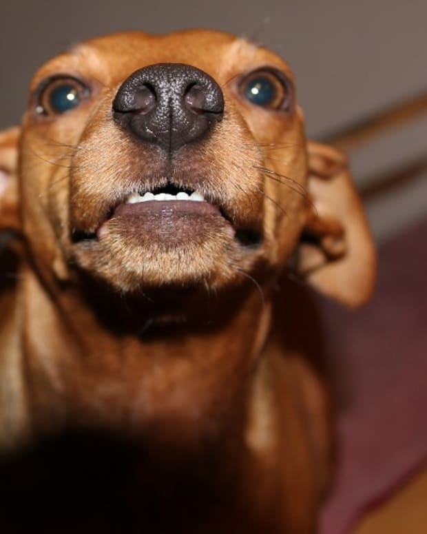 Dog ate tin foil throwing up sales