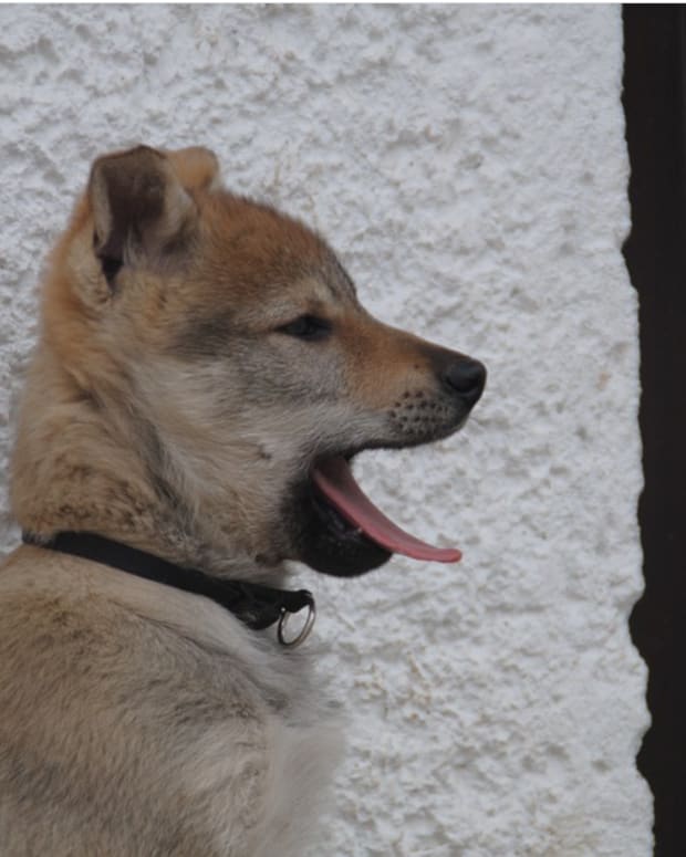 Dog ate tin foil throwing up clearance