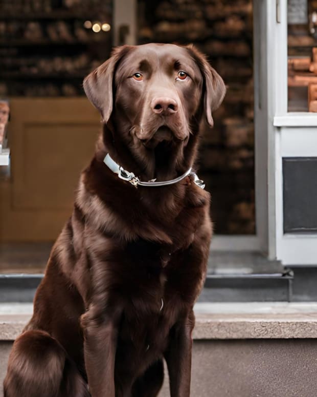Ask the Vet Help My Dog Ate Hershey Kisses Dog Discoveries