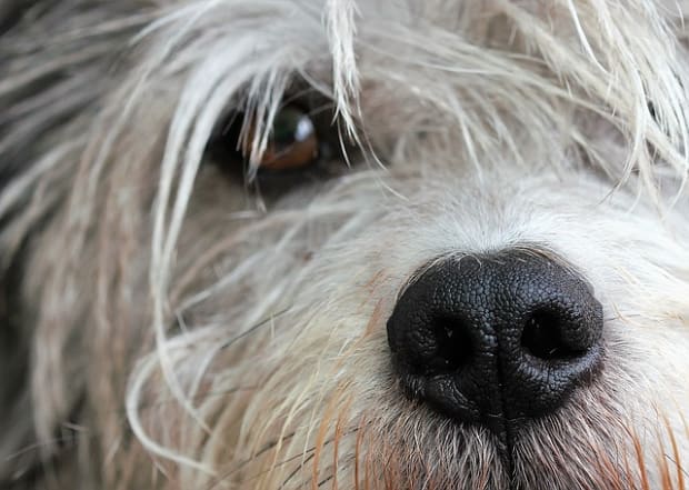 do dogs feel their whiskers