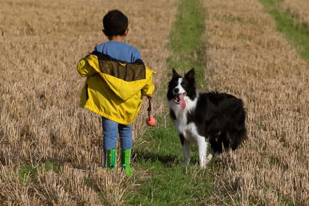 do collies bite