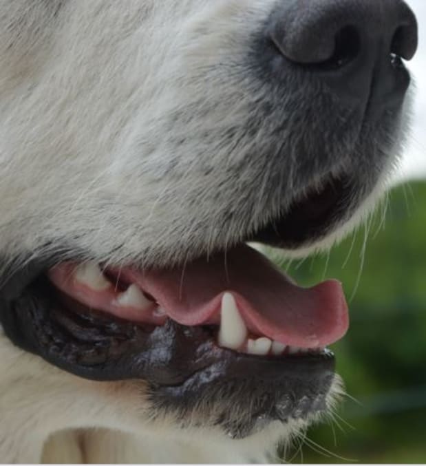 what to do if dogs mouth is bleeding