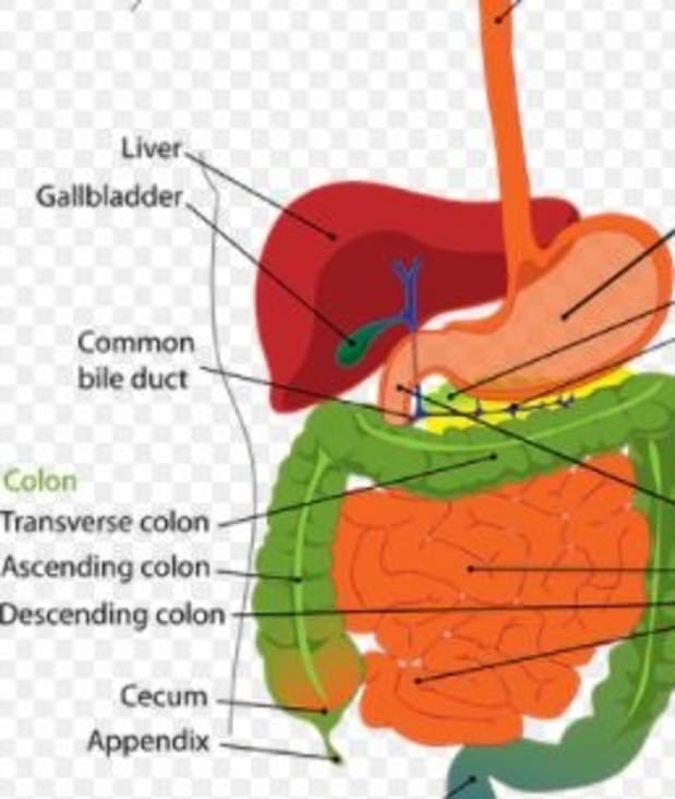 can dogs live without gallbladder