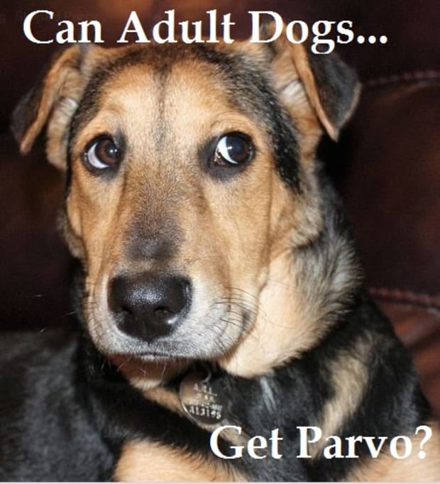 can an older dog get parvo from a puppy