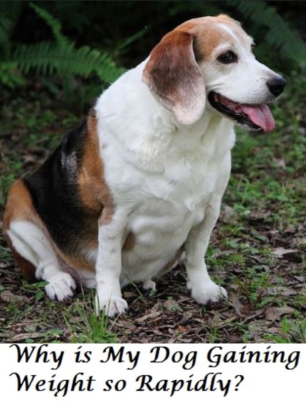 what causes weight gain in dogs