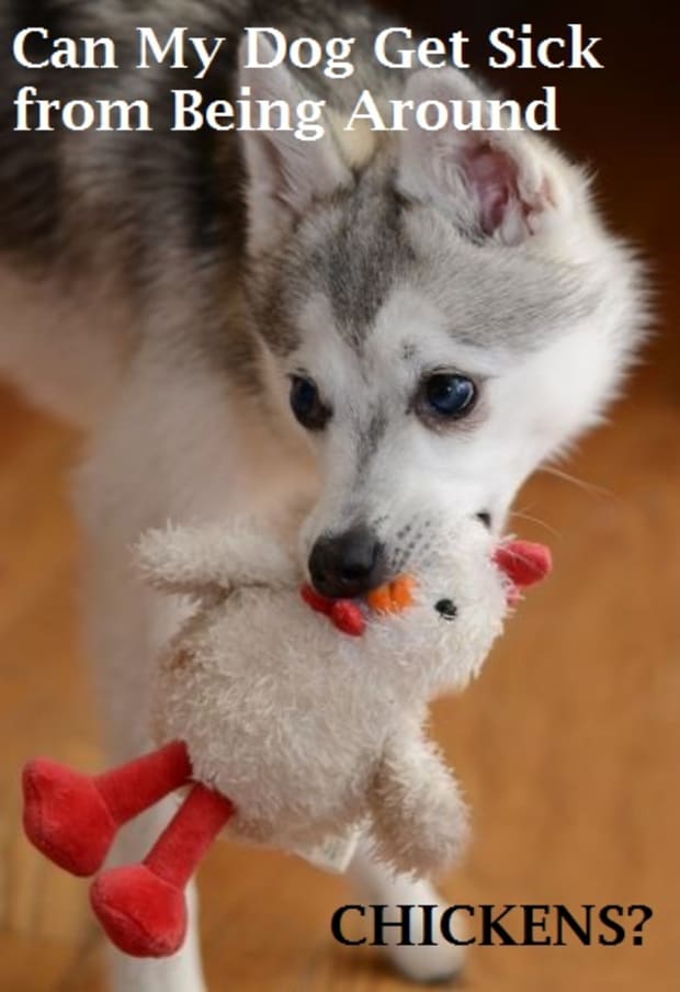 can dogs get sick from eating old chicken