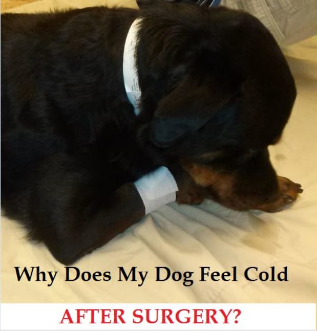 is it normal for a dog to shake after surgery