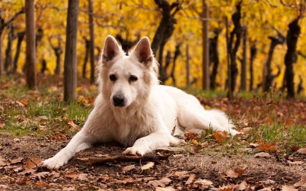 do dogs with pointy ears hear better